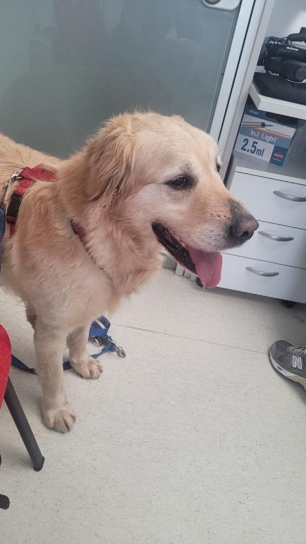 Casper, un Golden Retriever bello da impazzire Foto 8
